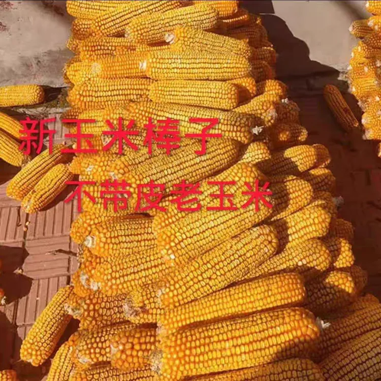 山东农家玉米干棒金黄宠物磨牙棒老式品种70年代老品种一斤包邮