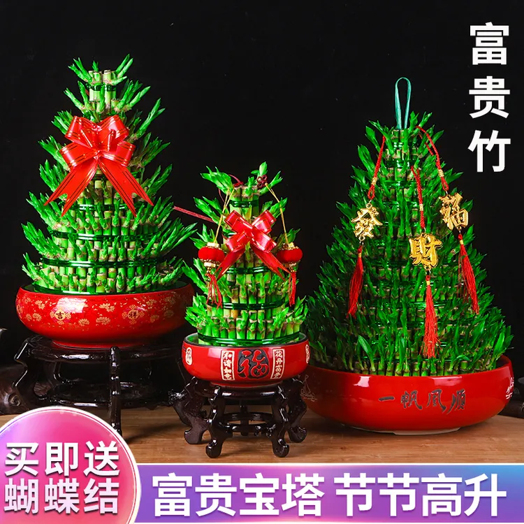 节节高竹塔四季水培植物室内客厅招财绿植办公室桌面盆栽水养竹子