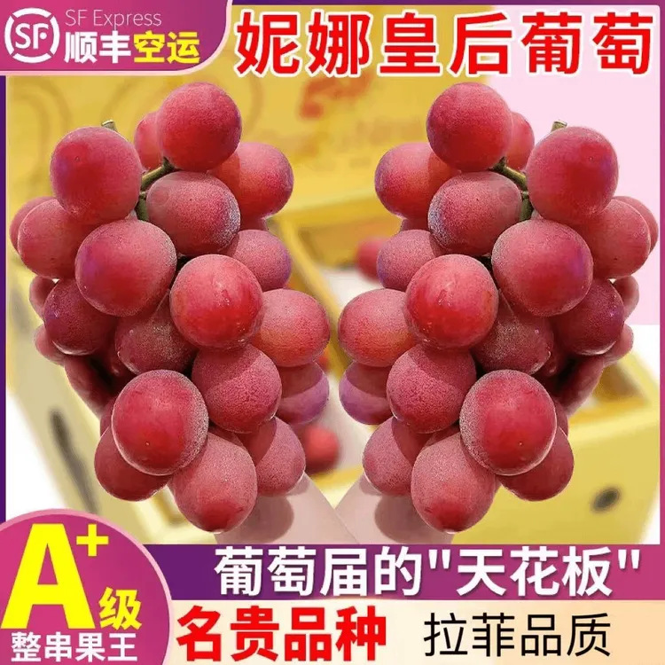 现摘现发云南妮娜皇后葡萄鲜甜饱满当季新鲜水果无籽肉厚多汁