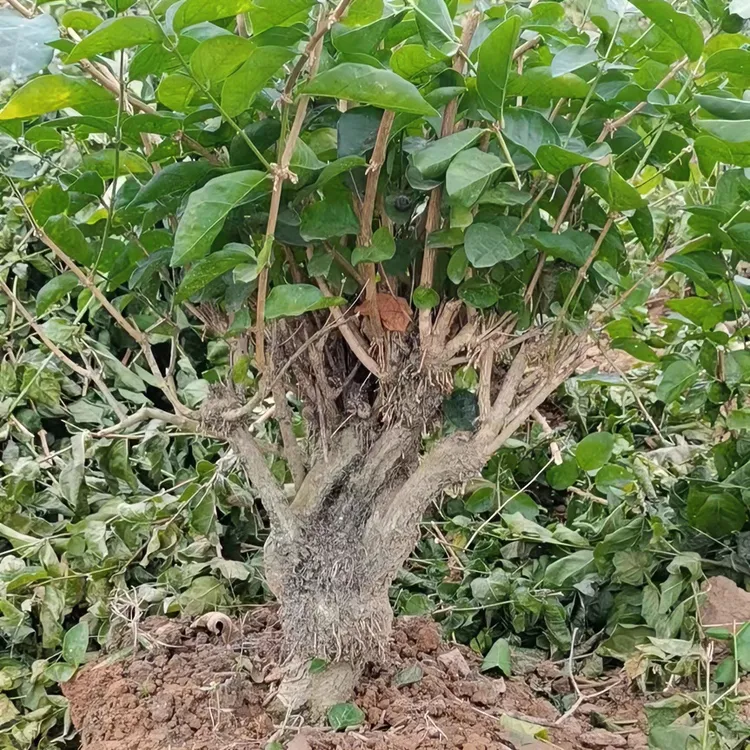 横县重瓣茉莉花老桩盆栽盆景绿植花卉阳台室外浓香重瓣香水茉莉花