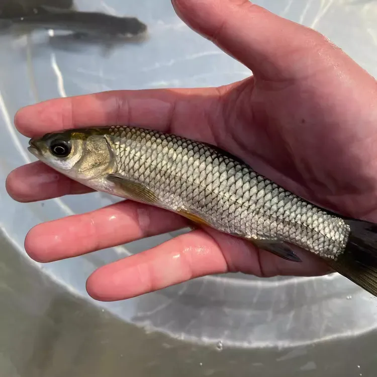 草鱼活体饲料白鲩小鱼大规格半斤四大家鱼饲料饵料淡水养殖食用