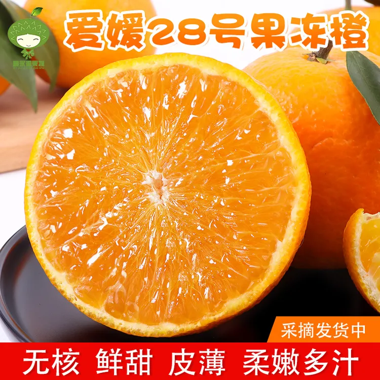 红美人柑橘爱媛28号果冻橙甜嫩多汁新鲜水果橙子