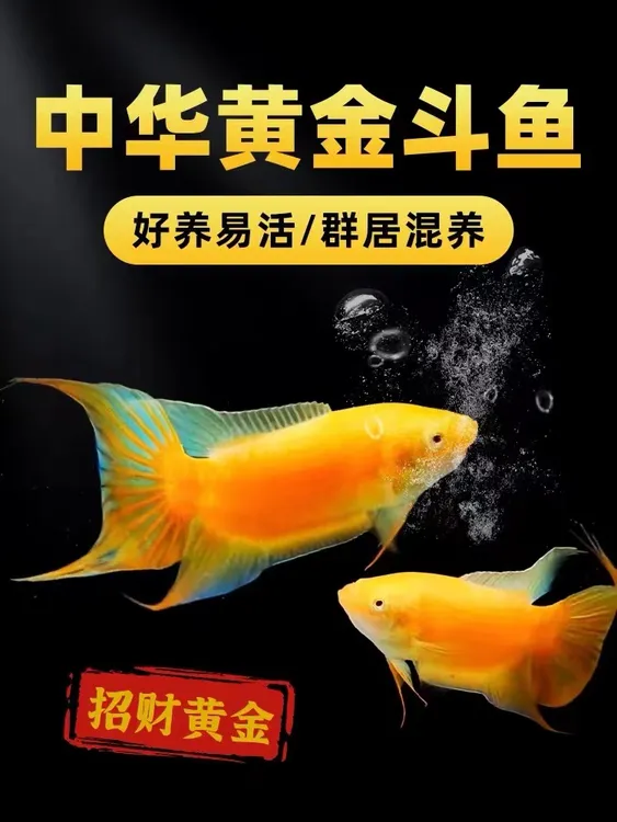 中国斗鱼玄黄招财鱼白化黄金斗鱼小型冷水鱼懒人好养包邮包
