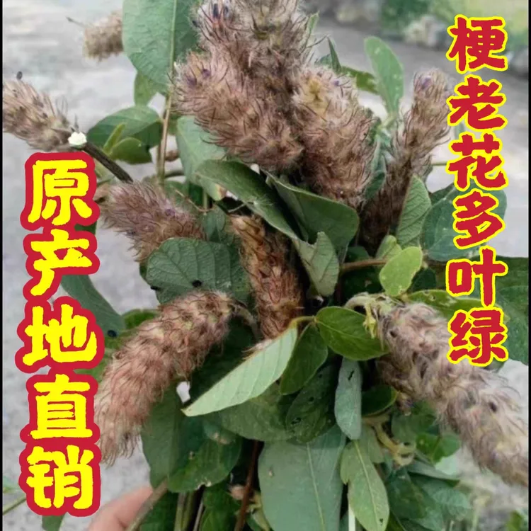 精选广东野生狸尾草狐尾草羊咩香干货