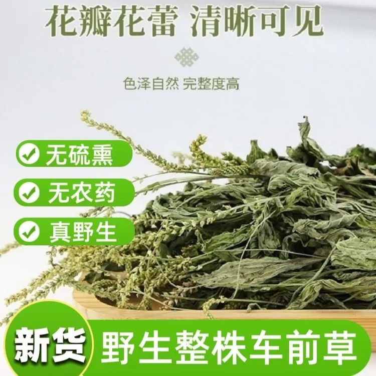 25年新货车前草正宗广东野生车前草新鲜山野生长花蕾