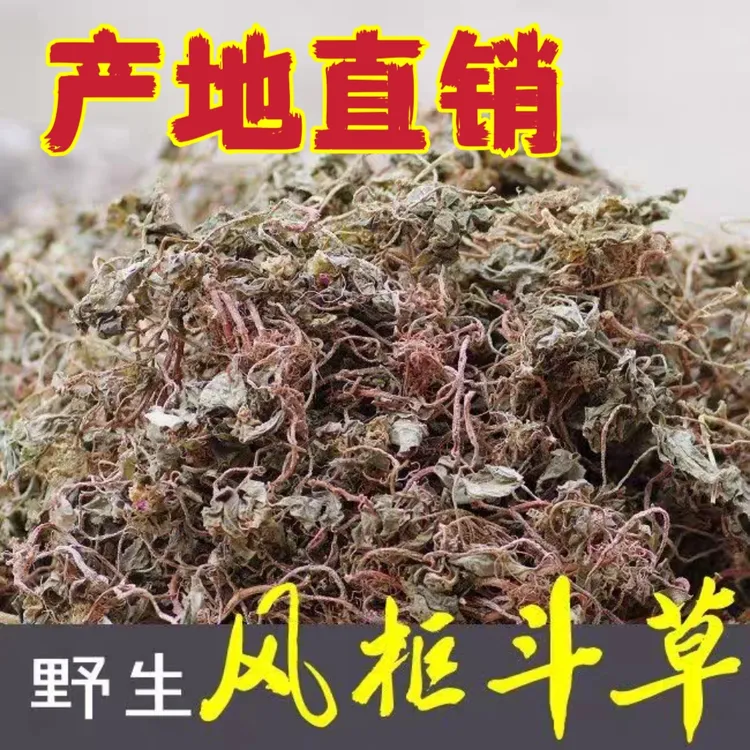 广东野生风柜斗草风鼓草楮风斗草风骨草风古草精品包邮