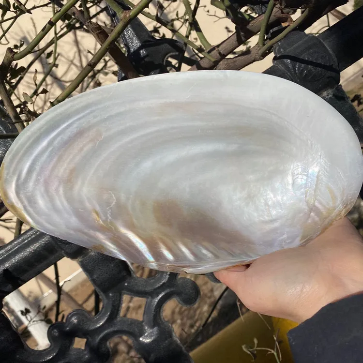 22-25厘米天然大蚌壳 珍珠蚌壳 可做果盘 鼠尾草燃烧壳 