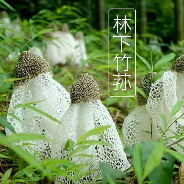 新款竹荪菌种竹参种土培盆栽室内户外四季播种