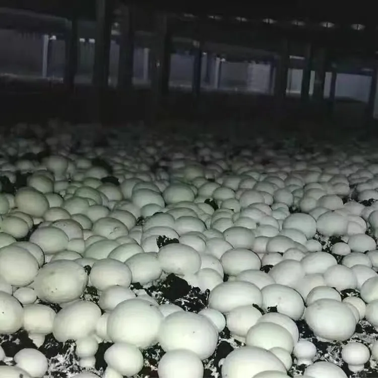 白蘑菇菌种白姬菇菌种室内盆栽阳台花盆种植四季菜园山地种植简单