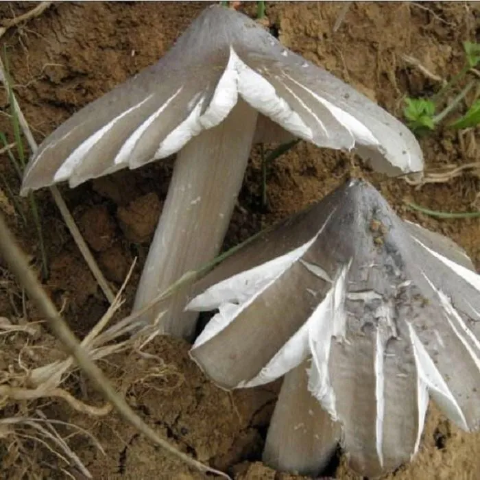 贵州野生鸡枞菌种蒜头菇三塔菌鸡枞斗鸡菇家庭花盆四季菌种家种