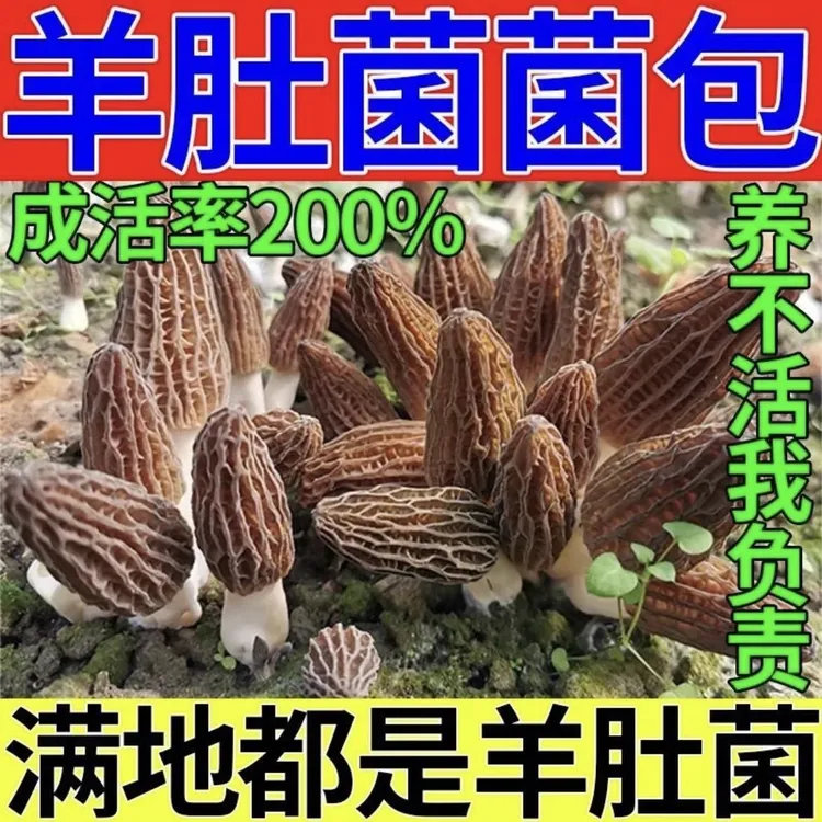 正宗野生羊肚菌菌包菌种居家人工室内种植可食用蘑菇栽培新技术