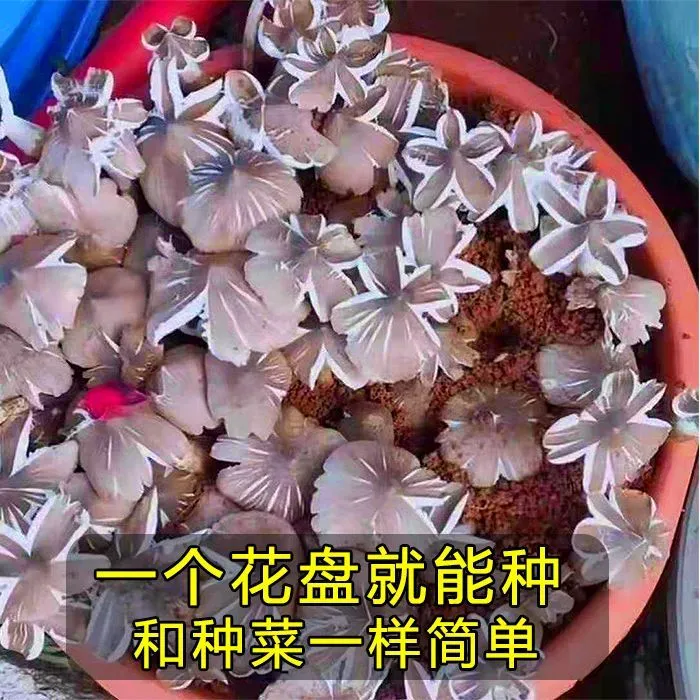 三塔菇伞把菇荔枝菌四季人工种植