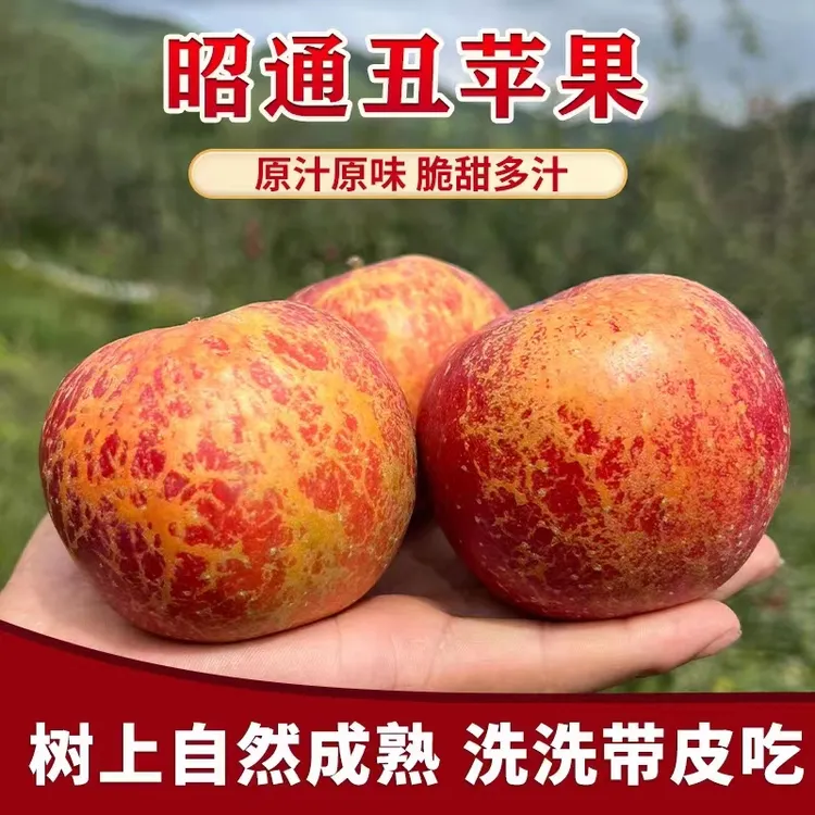 正宗当季云南昭通冰糖心丑苹果自然成熟脆甜多汁现摘现发5斤10斤