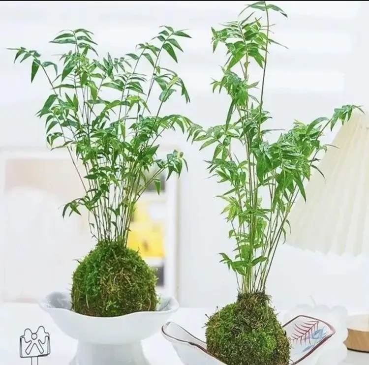 米竹水培盆栽小型凤尾竹微盆景办公水培桌面绿植观音竹子苗观赏竹