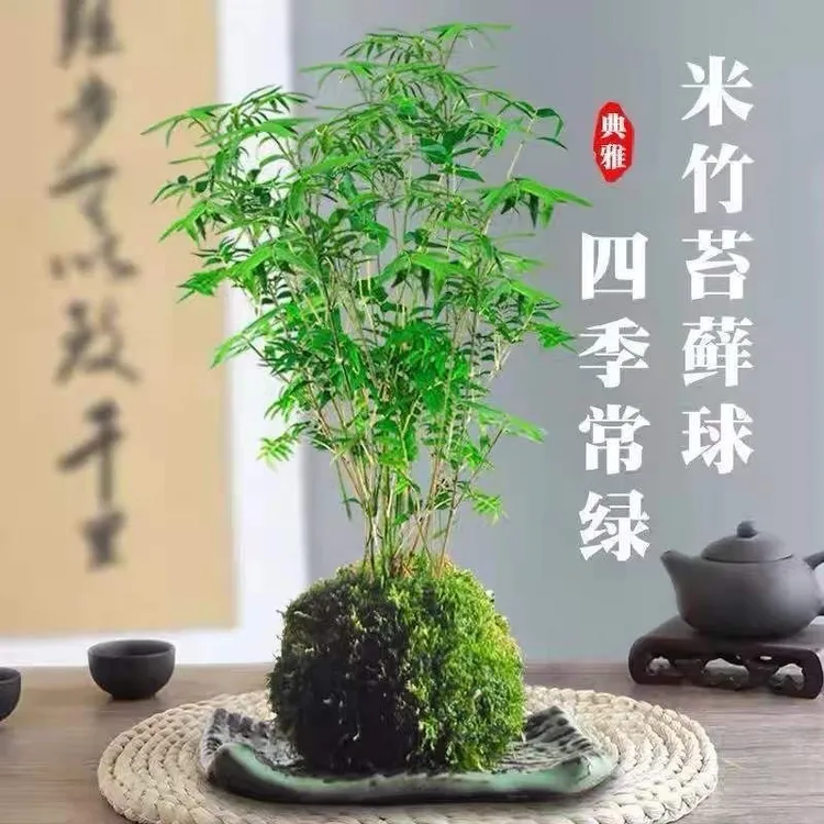 米竹观音竹竹子盆栽书房客厅绿植盆景室内摆件四季好竹子绿植