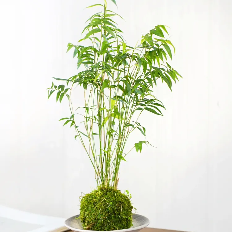 米竹水培观音竹转运竹室内室外鱼缸假山造景好活易养四季盆景植物