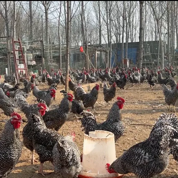 散养芦花鸡活鸡现杀土鸡之王
