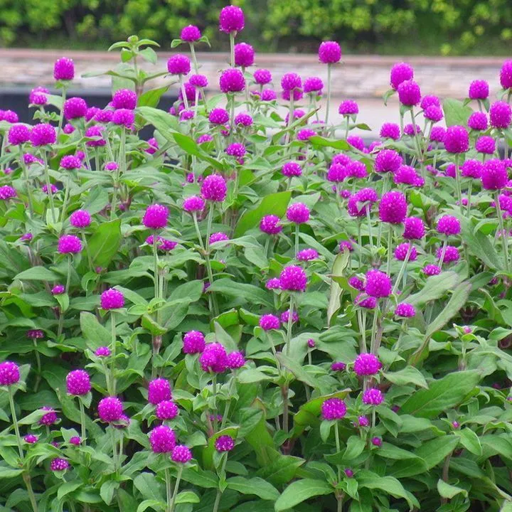 花种子千日红百日红火球庭院景观绿化花卉盆园艺种子