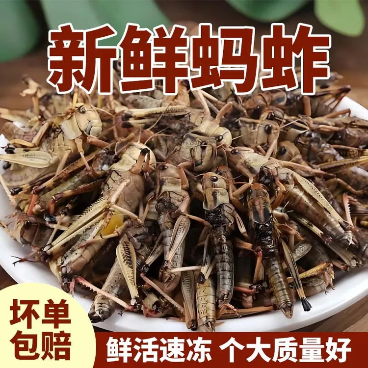 山东特产新鲜速冻蚂蚱纯母东亚飞蝗去翅膀带籽蚱蜢