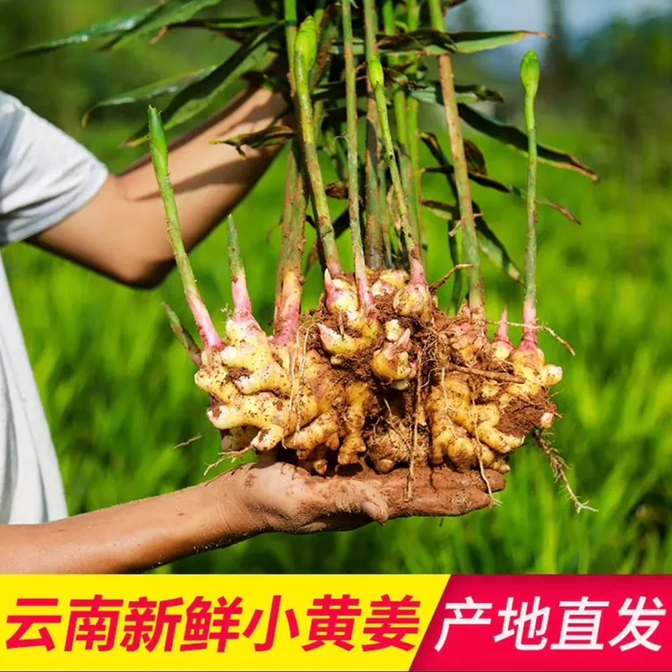 云南高山小黄姜不熏硫不泡药水自然生长姜味浓郁云南小黄姜