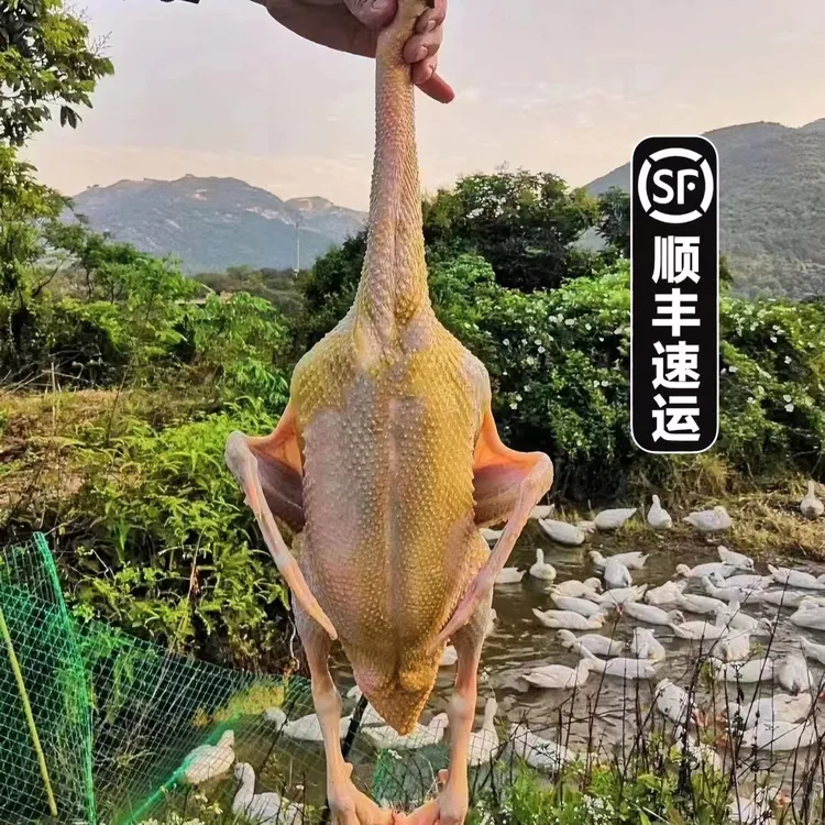 【泉州水库母鸭】十个月稻谷散养母鸭正番红脸土鸭子新鲜现杀4斤多