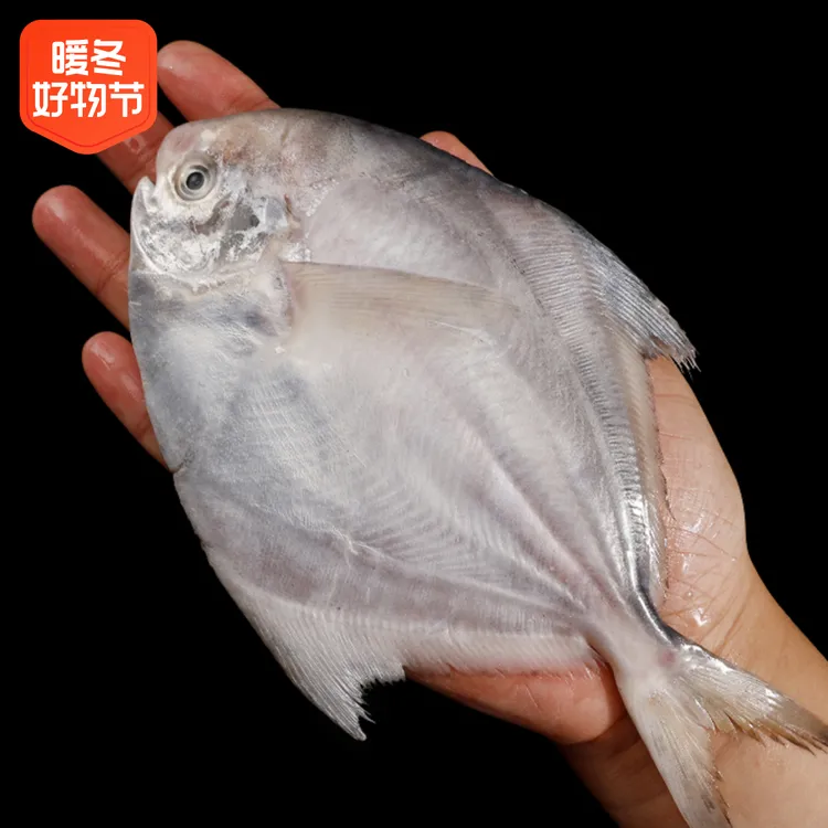东海大鲳鱼 银鲳鱼 3斤5条 新鲜捕捞肉质紧实