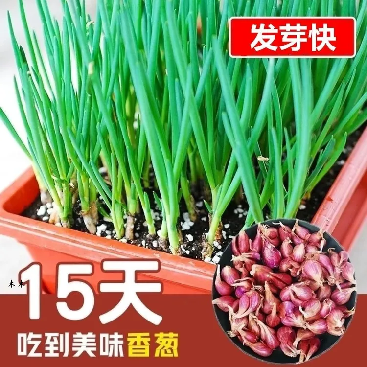 四季速生红皮火葱头农家四季小香葱种子秧苗分葱籽多年生阳台盆栽