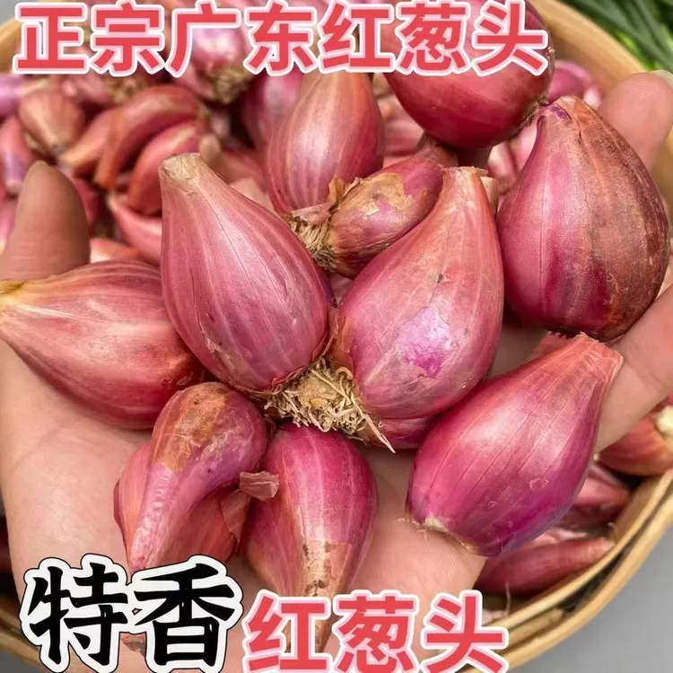【香味十足】红葱头熬油四季葱头干新鲜葱头种子葱花盆栽红葱头火葱