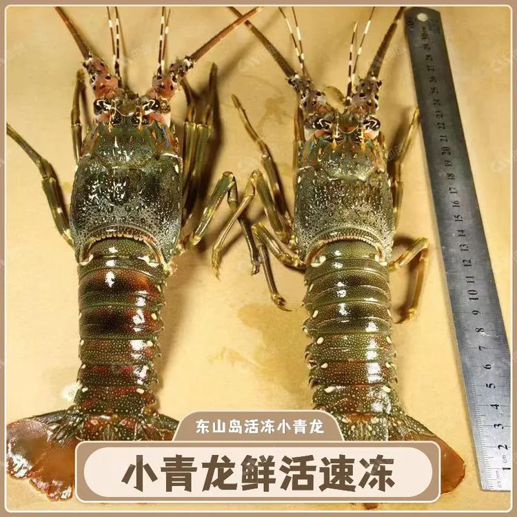【三只装】东山岛活冻小青龙鲜活速冻海鲜大青龙鲜嫩海捕急冻大龙虾