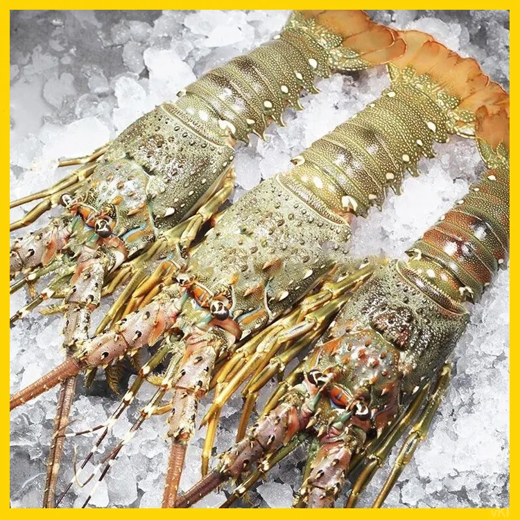 【三只装】东山岛活冻小青龙鲜活速冻大青龙鲜嫩海捕急冻大龙虾海鲜