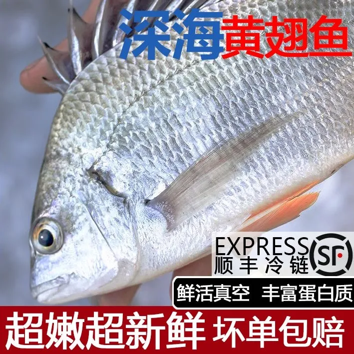 【一条一斤装】超大活冻黄翅鱼东山岛海捕黄脚立野生黄翅鱼黄鲷鱼