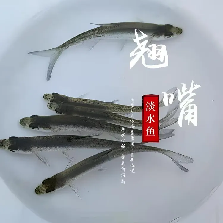 翘嘴鱼淡水优质米翘活体观赏鱼鱼苗发货养鱼养殖重庆渔场鱼苗发货