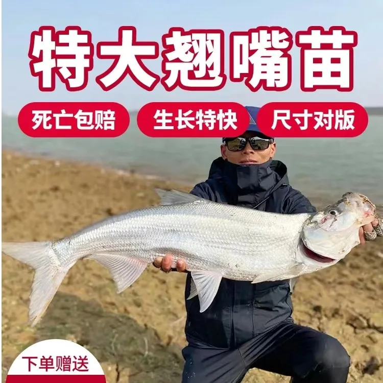 大翘嘴鱼翘壳正宗米翘淡水大规格活体鱼食用重庆渔场直发包邮