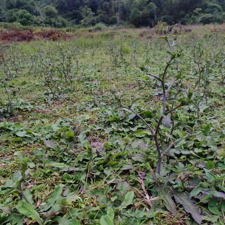 现挖生鲜地胆头  苦地胆 地斩草 草鞋底深山地胆草 约8~12个头35