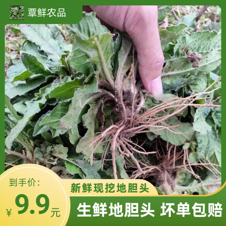 现挖紫花地胆头苦地胆地胆草煲汤料约8~13个头35g地胆头种子草本