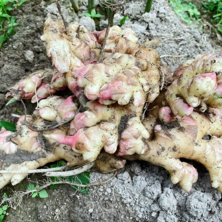 江西信丰虎山本地农家香辣小黄姜1500g／3000g 食用