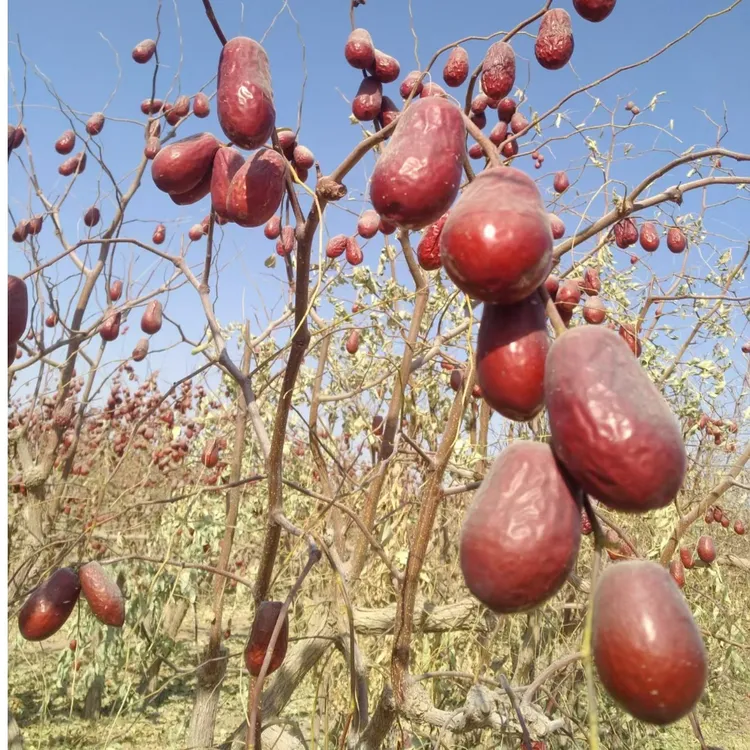 和田玉枣 5斤 生枣  原生态未清洗和田发包邮