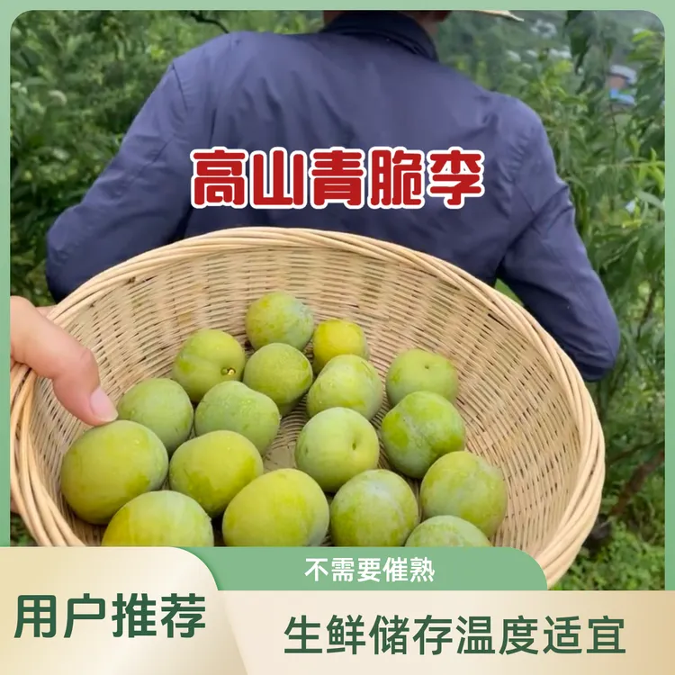 汶川青脆李清脆脱骨大山里的李子饱满肉厚应季水果新鲜现摘现发