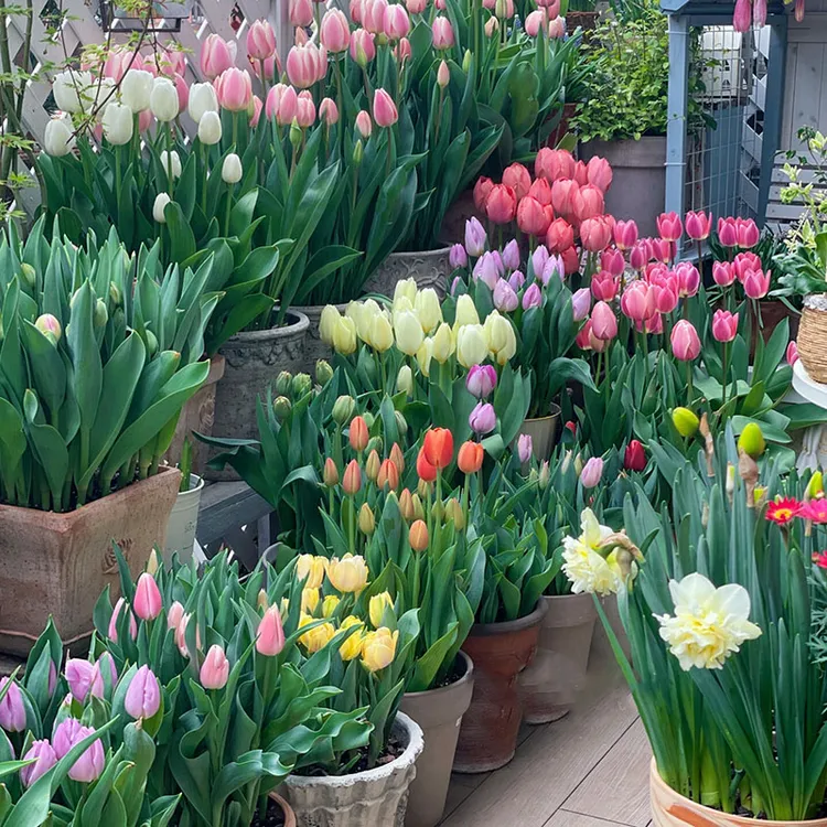 【郁金香带盆栽好】郁金香种球耐寒好养可水培土培适合阳台种植花卉商品图