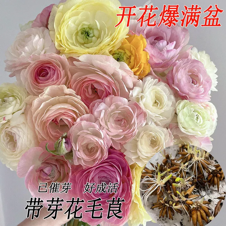 【 带芽发货花毛茛种球】已催芽洋牡丹球根庭院阳台盆栽花卉植物苗商品图