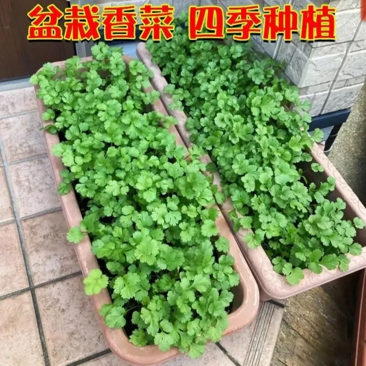 【耐热大叶香菜种子】耐抽薹芫荽种籽春秋四季农家蔬菜种籽盆栽