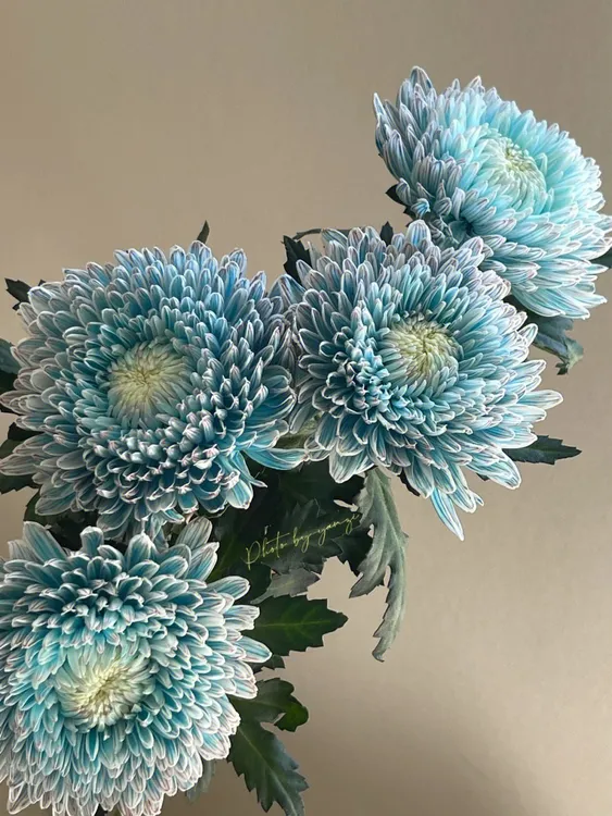 云南宛安鲜花花卉【牡丹菊】顺丰1个运费拍无数单家用