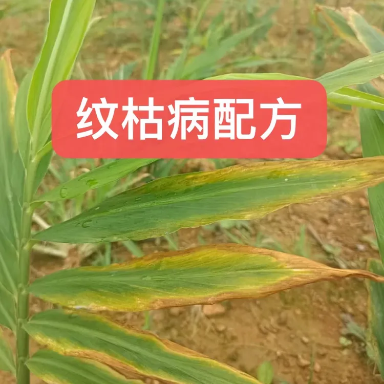 太溪邦纹枯病配方 叶面喷雾