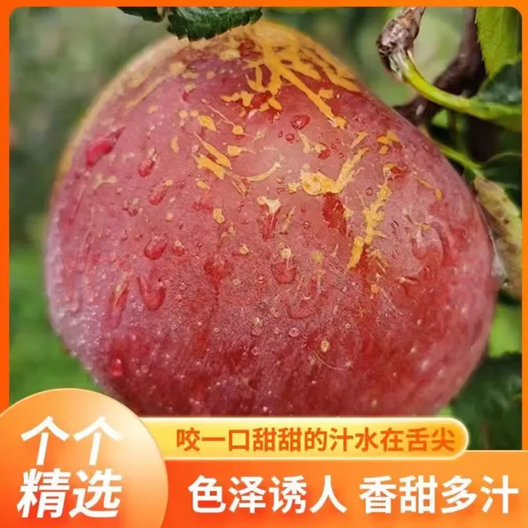 昭通冰糖心丑苹果