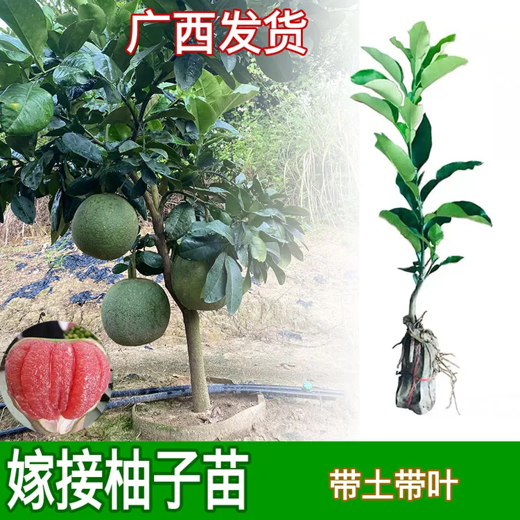 柚子树苗泰国红宝石青皮柚子苗沙田柚苗盆栽地栽耐寒南北方可种植