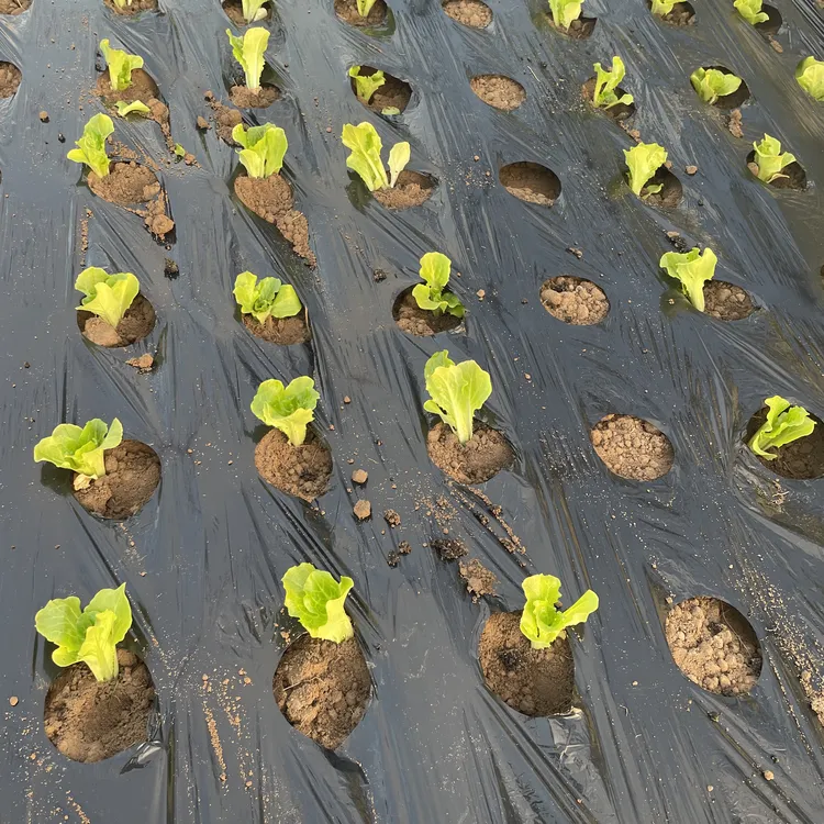 黑色打孔地膜蔬菜大棚用