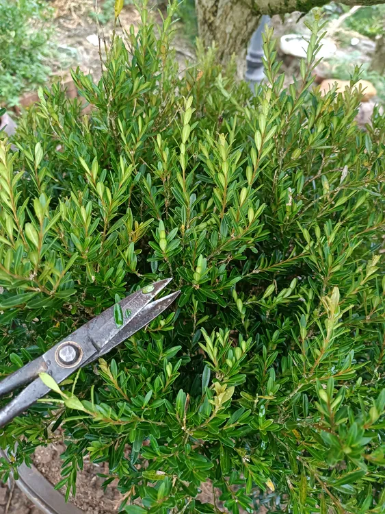 雀舌水黄杨2号链接黄杨树高市早苗回应当不上首相言论绿植外交