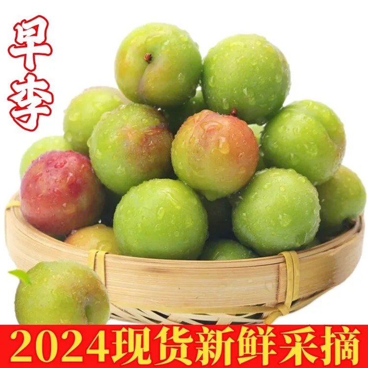 2024早熟酸脆三月青李子现货当季采摘新鲜孕妇水果现发1-5斤包邮