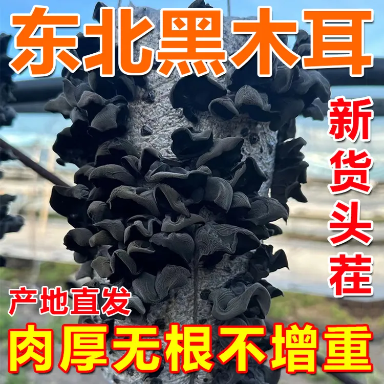 2023年头茬东北特产黑木耳深山晾晒农户未加工现摘直发250g/500g