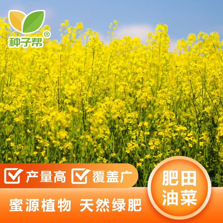 观赏油菜花可用于花海建设覆绿工程耐寒性好简单易活优良绿肥油菜